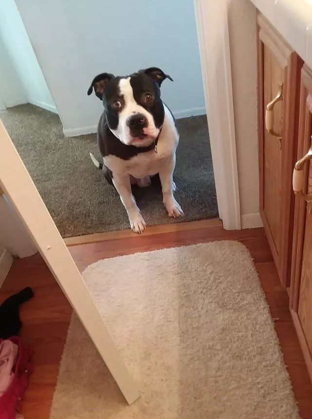 牧羊犬为保护羊群遇袭，小羊温柔靠近：谢谢你……-4.jpeg