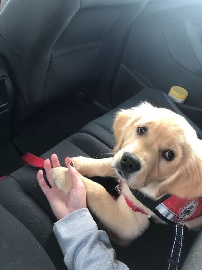 牧羊犬为保护羊群遇袭，小羊温柔靠近：谢谢你……-12.jpeg
