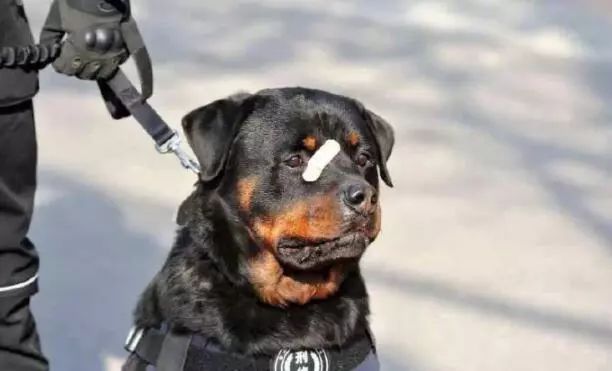 牧羊犬为保护羊群遇袭，小羊温柔靠近：谢谢你……-6.jpeg