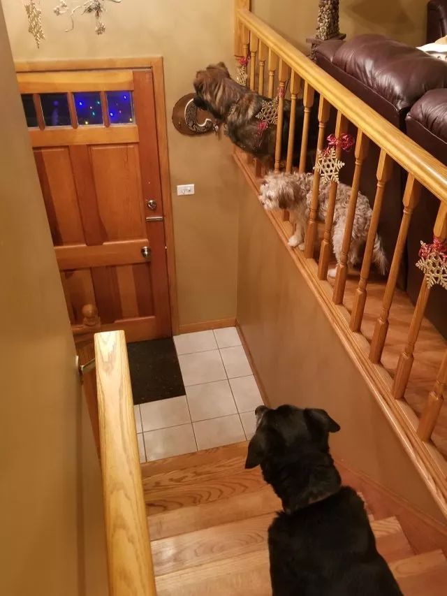 牧羊犬为保护羊群遇袭，小羊温柔靠近：谢谢你……-5.jpeg
