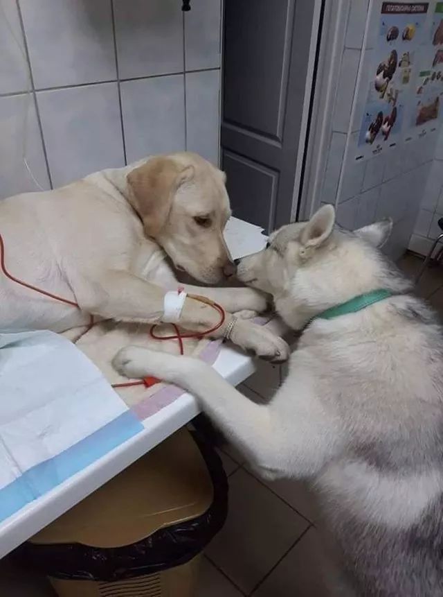 牧羊犬为保护羊群遇袭，小羊温柔靠近：谢谢你……-13.jpeg