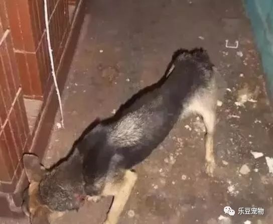 狗狗的自白：没人在乎我……-8.jpeg