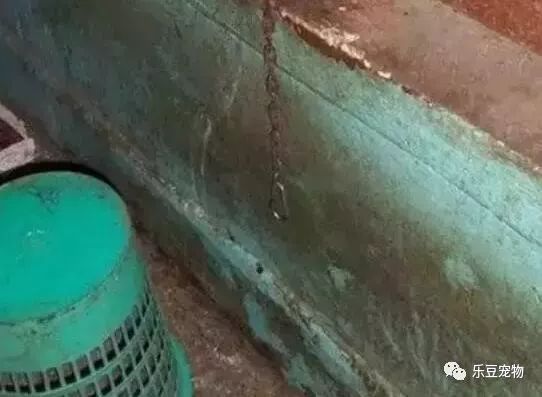 狗狗的自白：没人在乎我……-7.jpeg