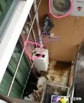 狗狗的自白：没人在乎我……-9.jpeg