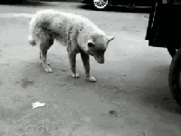 狗狗的自白：没人在乎我……-3.gif