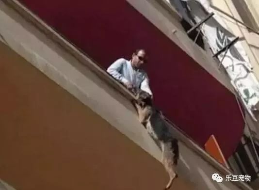 狗狗的自白：没人在乎我……-6.jpeg