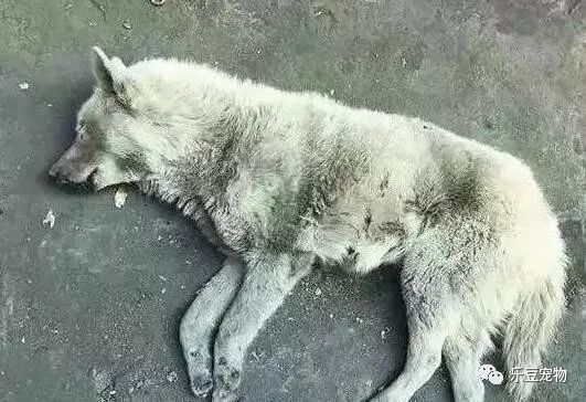 狗狗的自白：没人在乎我……-1.jpeg