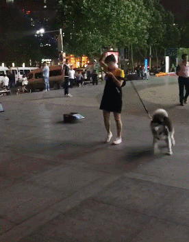 旋转陀螺遛狗法，放在二哈身上在合适不过了！-2.gif