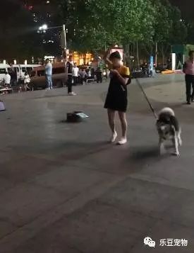旋转陀螺遛狗法，放在二哈身上在合适不过了！-3.jpeg