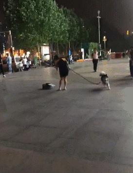 旋转陀螺遛狗法，放在二哈身上在合适不过了！-1.gif
