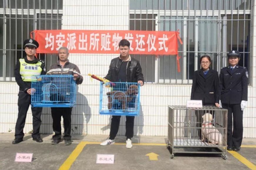 男子一周连偷4只宠物犬，被抓后竟说：偷狗是为了讨老婆欢心！-3.jpeg