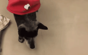 失明老狗狗每天都很沮丧，为了让它开心主人想了个办法！-4.gif