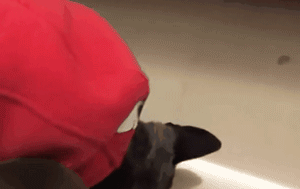 失明老狗狗每天都很沮丧，为了让它开心主人想了个办法！-5.gif