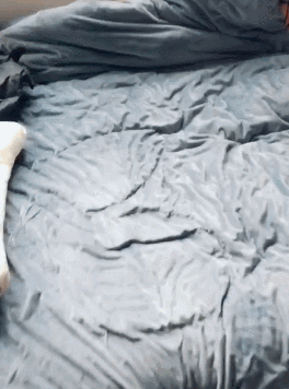 去了趟卫生间，在出来时，猫咪：被窝我暖好了，上来吧！-1.gif