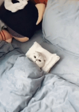 去了趟卫生间，在出来时，猫咪：被窝我暖好了，上来吧！-2.gif