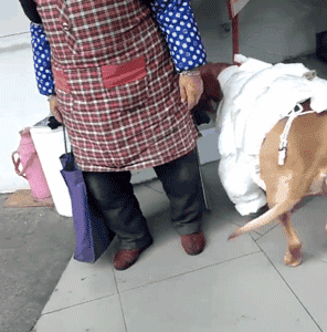 狗狗被裹成粽子……有一种冷，叫奶奶觉得你冷！-2.gif