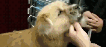 突然见到丢失八年的狗狗，女子痛哭：它一辈子都是找我……-6.gif