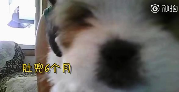 突然见到丢失八年的狗狗，女子痛哭：它一辈子都是找我……-2.jpeg