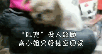突然见到丢失八年的狗狗，女子痛哭：它一辈子都是找我……-3.gif