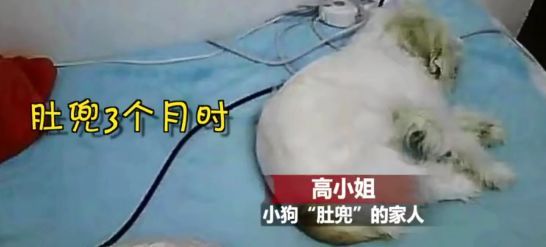 突然见到丢失八年的狗狗，女子痛哭：它一辈子都是找我……-1.jpeg