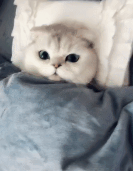 去了趟卫生间，在出来时，猫咪：被窝我暖好了，上来吧！-3.gif
