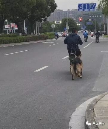 德牧看见弟弟坐到车篮后，赶紧推起车子前进：走起，开车车咯……-1.jpeg