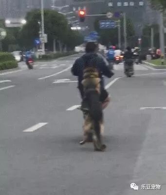 德牧看见弟弟坐到车篮后，赶紧推起车子前进：走起，开车车咯……-2.jpeg