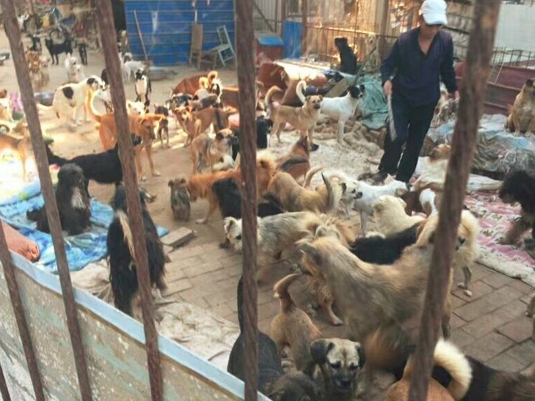 因为瘫痪，它被主人扔在零下室外，获救后狗宝宝流泪模样让人感动...-8.jpeg