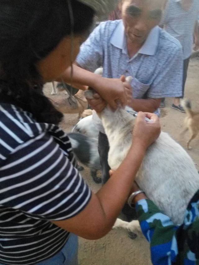 因为瘫痪，它被主人扔在零下室外，获救后狗宝宝流泪模样让人感动...-11.jpeg