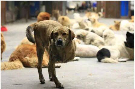 因为瘫痪，它被主人扔在零下室外，获救后狗宝宝流泪模样让人感动...-16.jpeg