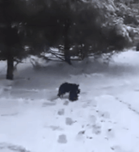 流浪猫在雪中被冻僵了，狗狗见到后，竟把它拖回了自己的窝...-1.gif