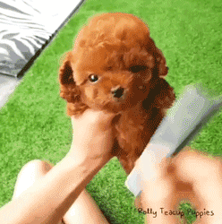 这么多小奶狗，一次让你看个够！-1.gif