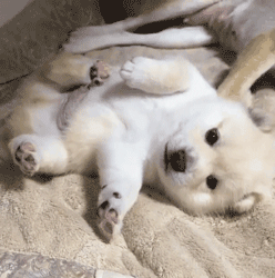 这么多小奶狗，一次让你看个够！-2.gif