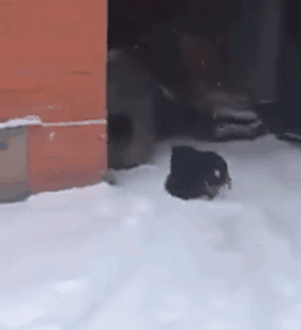 流浪猫在雪中被冻僵了，狗狗见到后，竟把它拖回了自己的窝...-2.gif