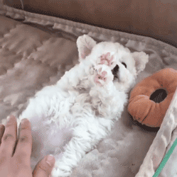 这么多小奶狗，一次让你看个够！-5.gif