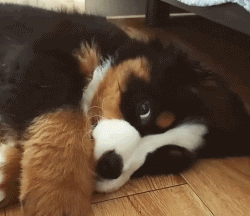 这么多小奶狗，一次让你看个够！-3.gif