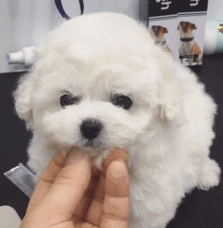 这么多小奶狗，一次让你看个够！-4.gif