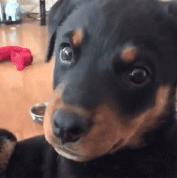 这么多小奶狗，一次让你看个够！-6.gif
