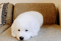 这么多小奶狗，一次让你看个够！-7.gif
