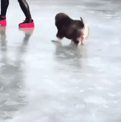 这么多小奶狗，一次让你看个够！-12.gif