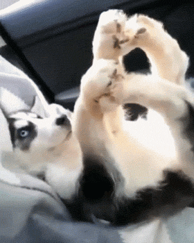 这么多小奶狗，一次让你看个够！-11.gif