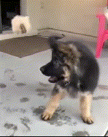 这么多小奶狗，一次让你看个够！-10.gif
