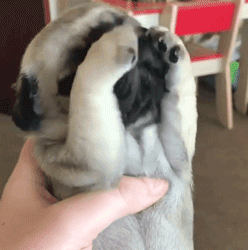 这么多小奶狗，一次让你看个够！-9.gif