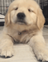 这么多小奶狗，一次让你看个够！-16.gif