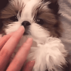 这么多小奶狗，一次让你看个够！-13.gif