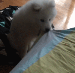 这么多小奶狗，一次让你看个够！-17.gif