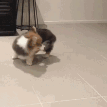 这么多小奶狗，一次让你看个够！-18.gif