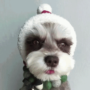 这么多小奶狗，一次让你看个够！-22.gif
