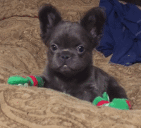 这么多小奶狗，一次让你看个够！-20.gif