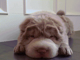 这么多小奶狗，一次让你看个够！-23.gif